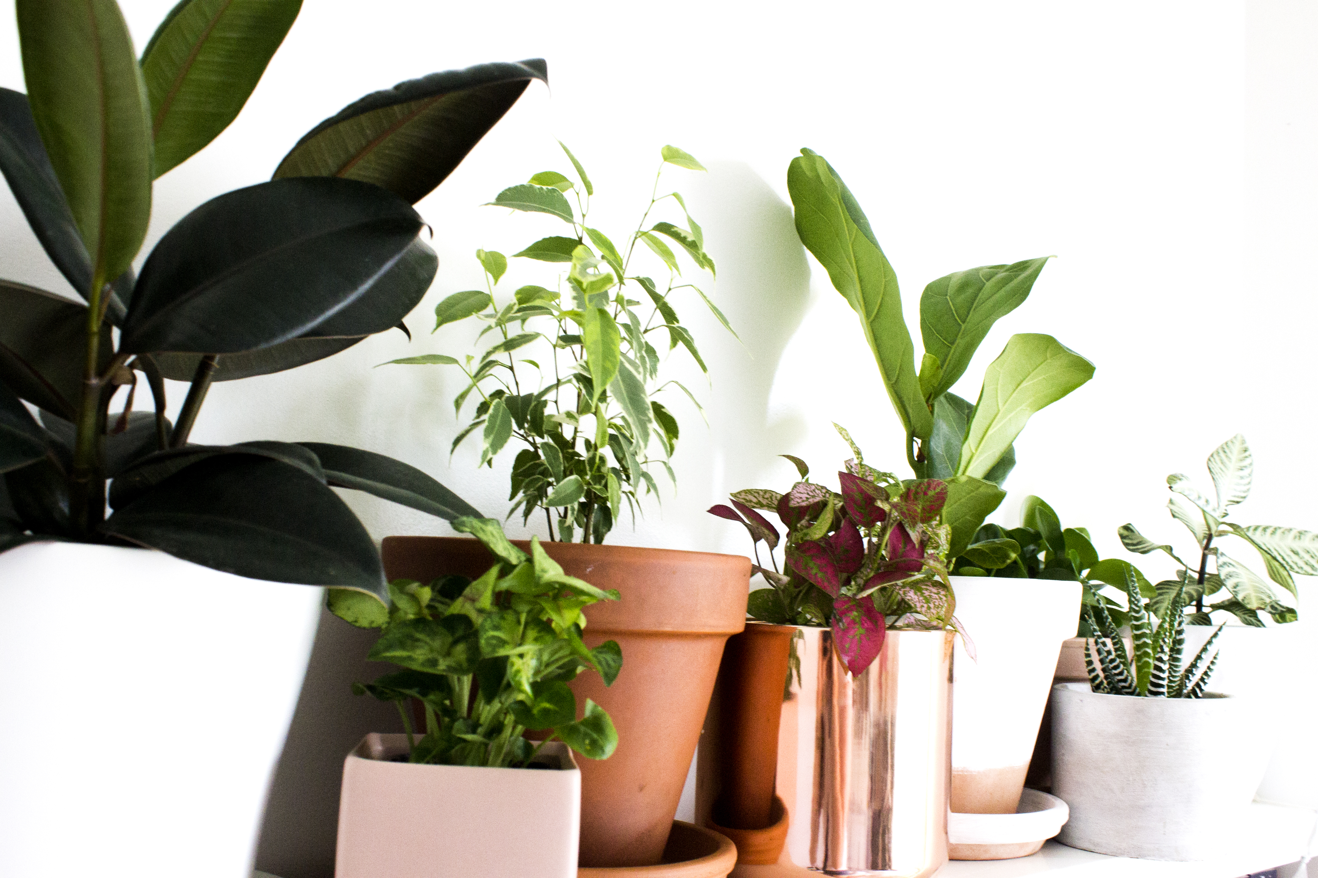 houseplant collection