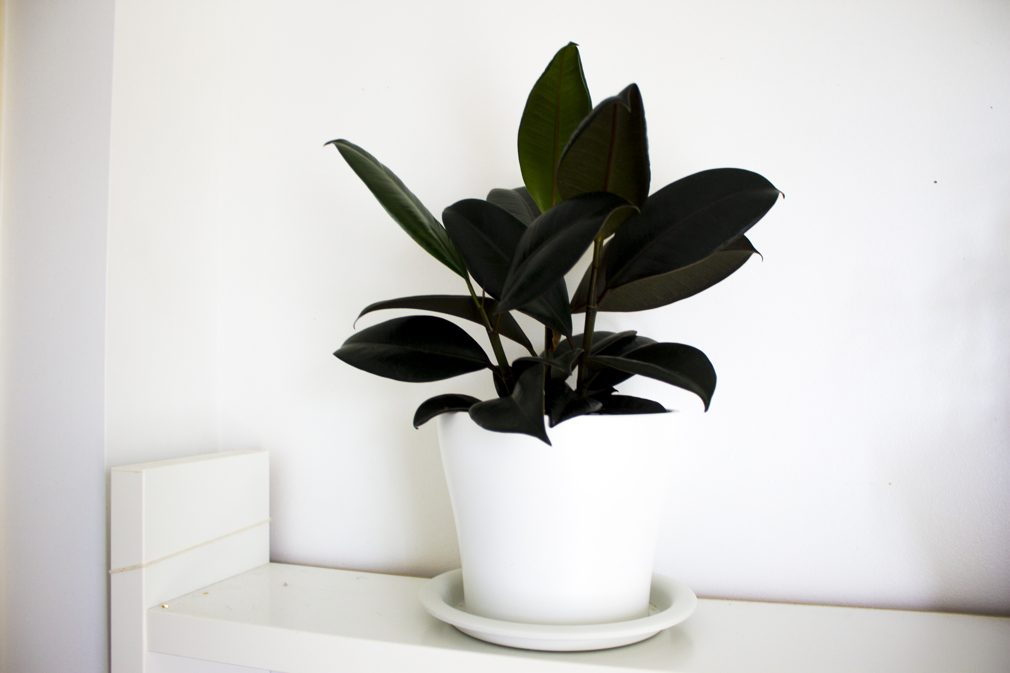 plant ficus elastica