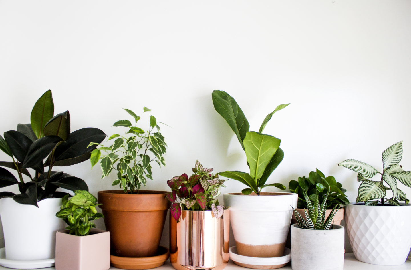 My Houseplant Collection (and how I keep them alive)